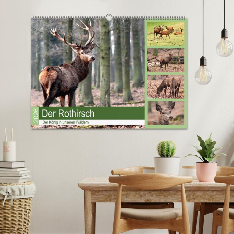 Produktbild: Der Rothirsch - Der K&ouml;nig in unseren W&auml;ldern (Wandkalender 2026 DIN A2 quer), CALVENDO Monatskalender