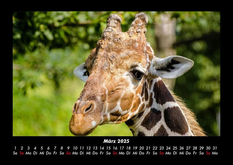 Produktbild: Giraffen 2025 Fotokalender DIN A3