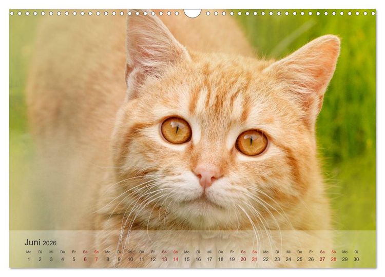 Produktbild: Katzen 2026 Bezaubernde Samtpfoten (Wandkalender 2026 DIN A3 quer), CALVENDO Monatskalender