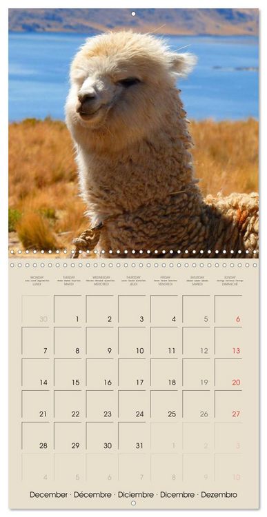 Produktbild: Alpacas & Llamas (Wall Calendar 2026 12 &times; 12 Inch) CALVENDO 12 Month Wall Calendar