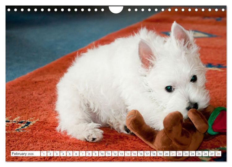 Produktbild: West Highland White Terrier - Your charming companion (Wall Calendar 2026 DIN A4 landscape), CALVENDO 12 Month Wall Calendar