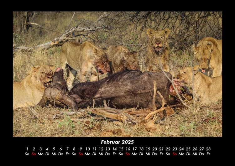 Produktbild: Welt der Tiere 2025 Fotokalender DIN A3