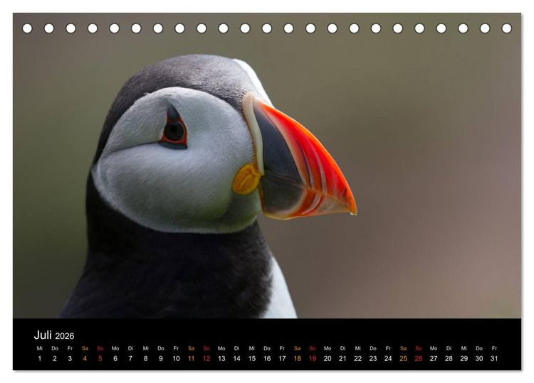 Produktbild: Welt der Papageitaucher (Tischkalender 2026 DIN A5 quer), CALVENDO Monatskalender