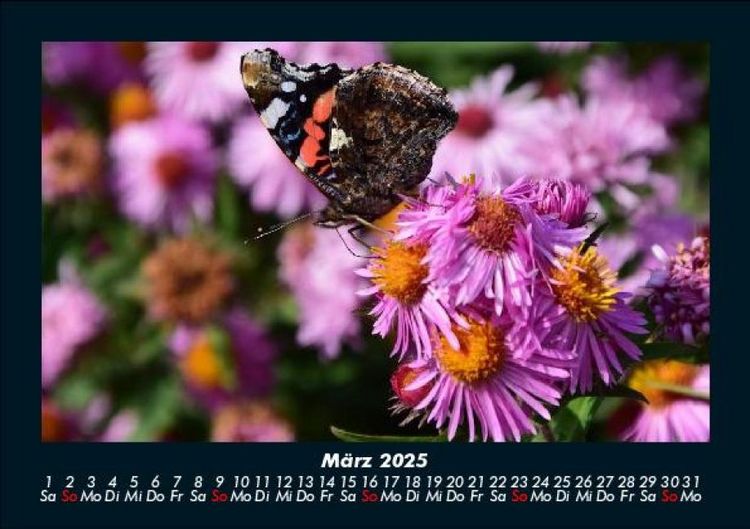Produktbild: Blumenzauber 2025 Fotokalender DIN A5