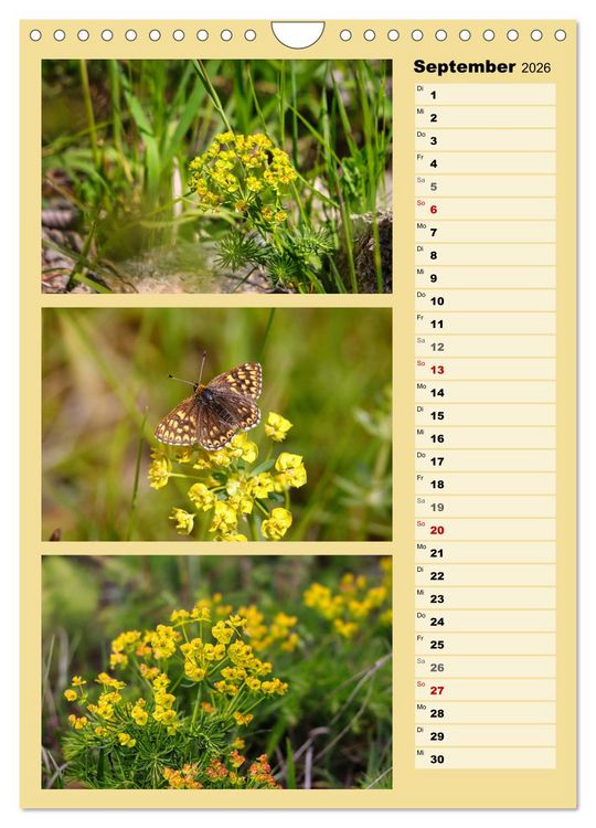 Produktbild: Farbenzauber, bunte Wiesen und bunte Falter (Wandkalender 2026 DIN A4 hoch), CALVENDO Monatskalender