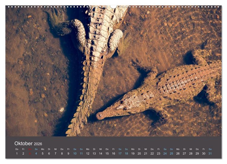 Produktbild: Wildes Leben - Ein Streifzug auf Zehenspitzen (hochwertiger Premium Wandkalender 2026 DIN A2 quer), Kunstdruck in Hochglanz