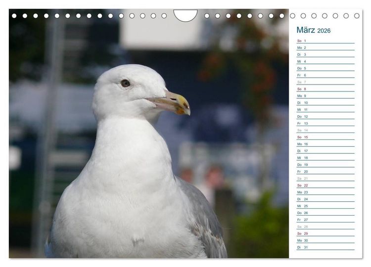 Produktbild: M&ouml;wen - Von der Ostsee bis zum Atlantik (Wandkalender 2026 DIN A4 quer), CALVENDO Monatskalender