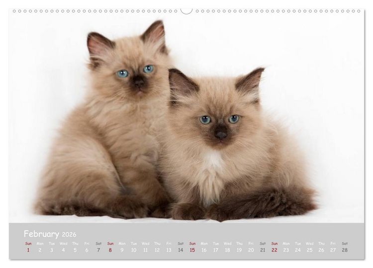 Produktbild: Amazing Ragdoll Kittens (High Quality Premium Wall Calendar 2026 DIN A2 landscape),CALVENDO 12 Month Wall Calendar