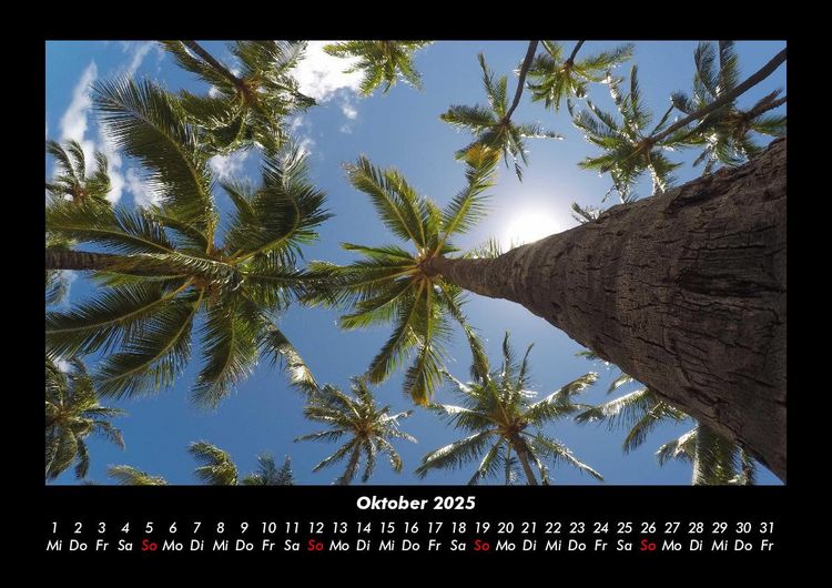 Produktbild: Palmen 2025 Fotokalender DIN A3