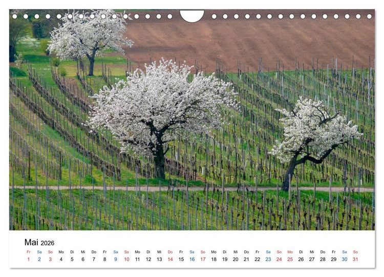 Produktbild: W&uuml;rttemberger Wein 2026 (Wandkalender 2026 DIN A4 quer), CALVENDO Monatskalender