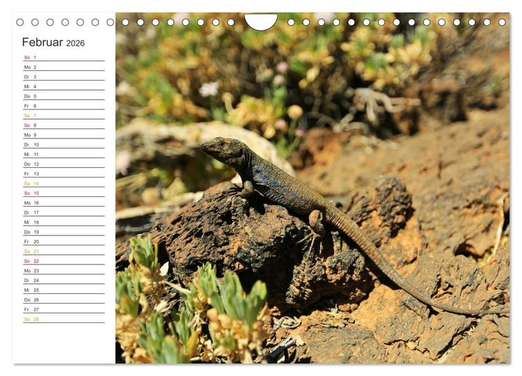 Produktbild: Der Norden von Teneriffa (Wandkalender 2026 DIN A4 quer), CALVENDO Monatskalender