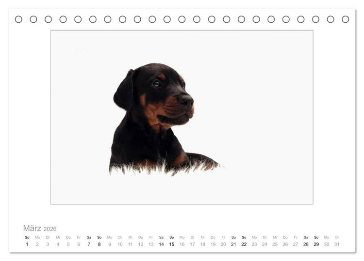 Produktbild: Dobermann Welpen (Tischkalender 2026 DIN A5 quer), CALVENDO Monatskalender