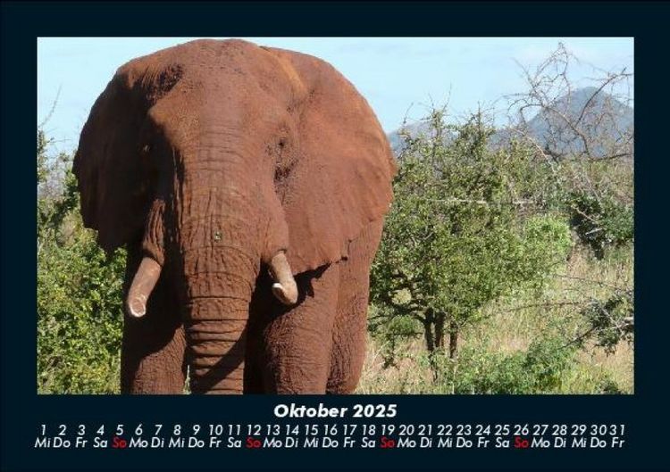 Produktbild: Elefanten - Die sanften Riesen Afrikas 2025 Fotokalender DIN A5