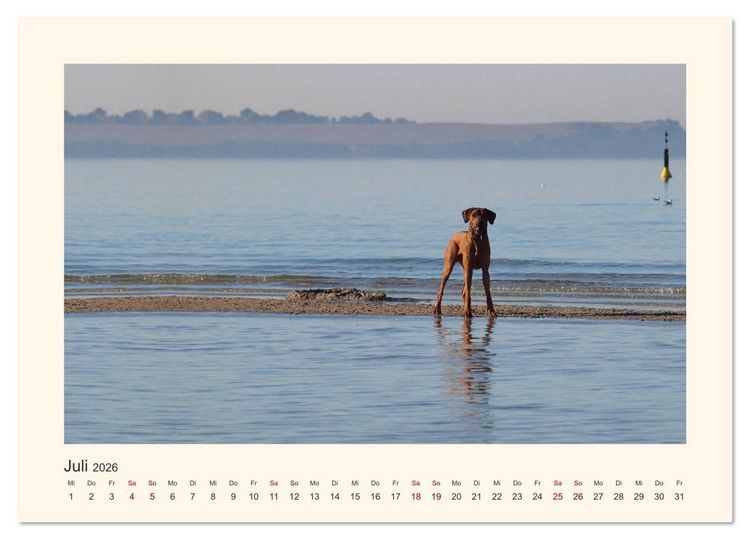 Produktbild: Rhodesian Ridgeback Power aus S&uuml;dafrika (Wandkalender 2026 DIN A3 quer), CALVENDO Monatskalender