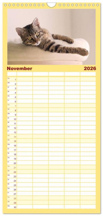 Produktbild: Familienplaner 2026 - Tierschutzkatzen vom TSV-Neuss - Gro&szlig;es Gl&uuml;ck auf sanften Pfoten mit 5 Spalten (Wandkalender, 21 x 45 cm) CALVENDO