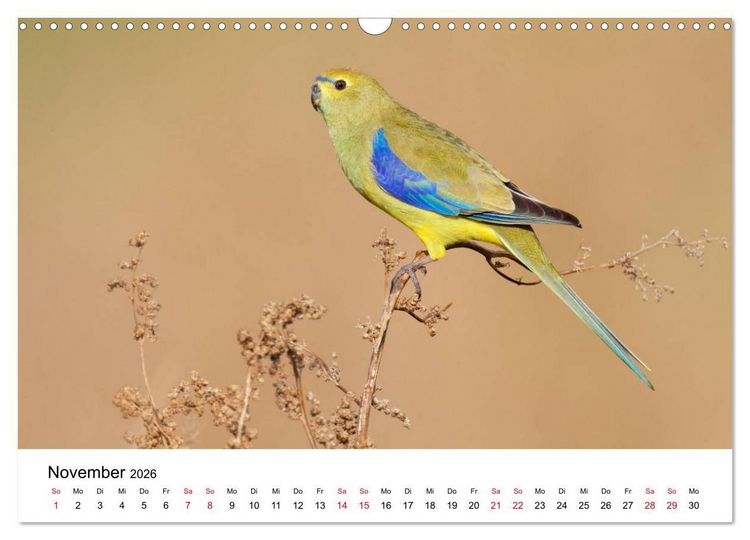 Produktbild: Australische Papageien (Wandkalender 2026 DIN A3 quer), CALVENDO Monatskalender