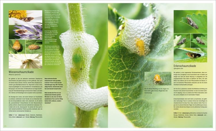 Produktbild: Mein Artenretter Garten
