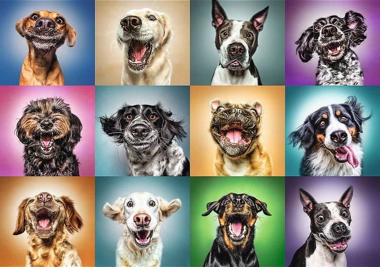 Produktbild: Puzzles - "1000" - Lustige Hunde Portr&auml;ts