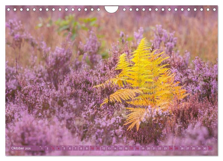 Produktbild: Romantische Heidebl&uuml;te (Wandkalender 2026 DIN A4 quer), CALVENDO Monatskalender