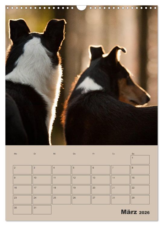 Produktbild: Kurzhaarcollies (Wandkalender 2026 DIN A3 hoch), CALVENDO Monatskalender