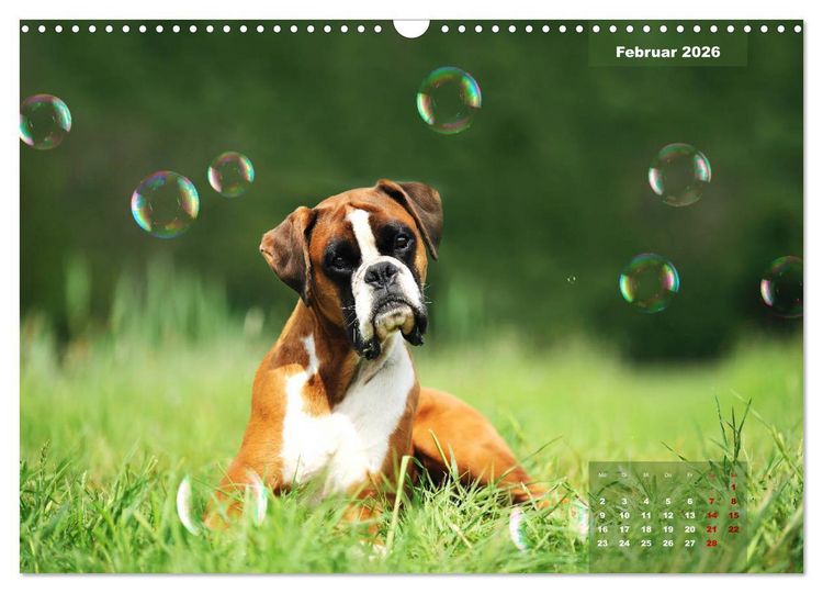 Produktbild: Typisch Boxer (Wandkalender 2026 DIN A3 quer), CALVENDO Monatskalender