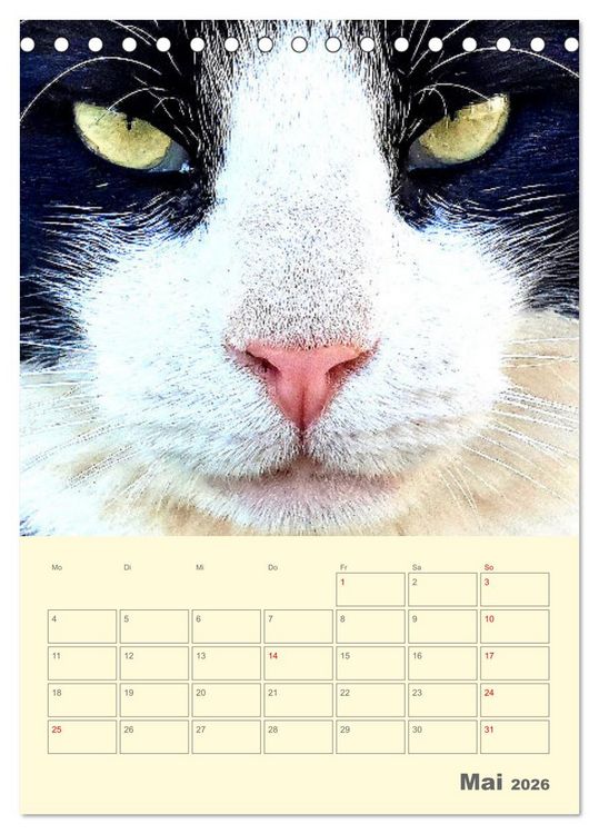 Produktbild: Cat Faces - Charakterstarke Katzengesichter ganz nah (Tischkalender 2026 DIN A5 hoch), CALVENDO Monatskalender