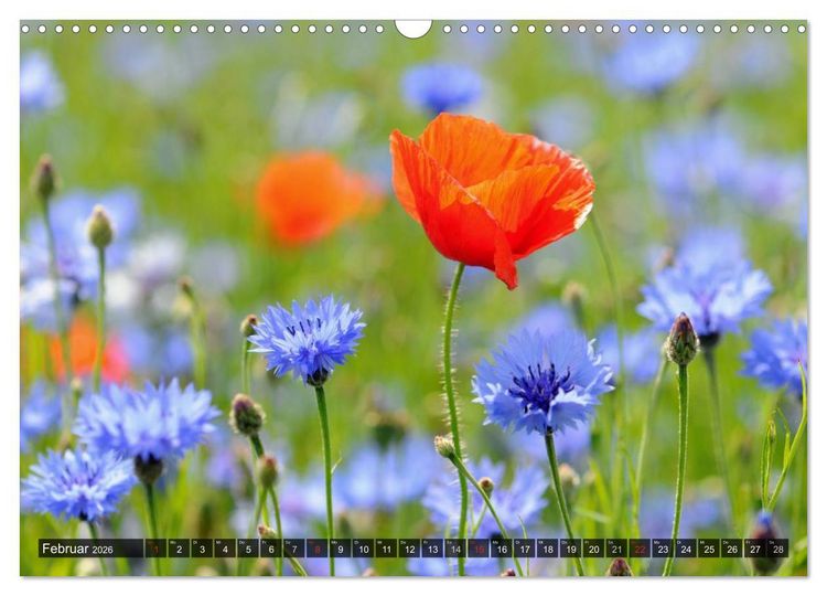 Produktbild: Farbtupfer auf sommerlichen Feldern - Mohn und Kornblumen (Wandkalender 2026 DIN A3 quer), CALVENDO Monatskalender