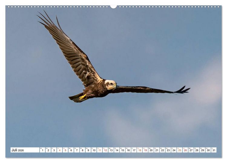 Produktbild: Heimische GREIFV&Ouml;GEL Adler Milan Bussard Weihe Sperber (Wandkalender 2026 DIN A2 quer), CALVENDO Monatskalender