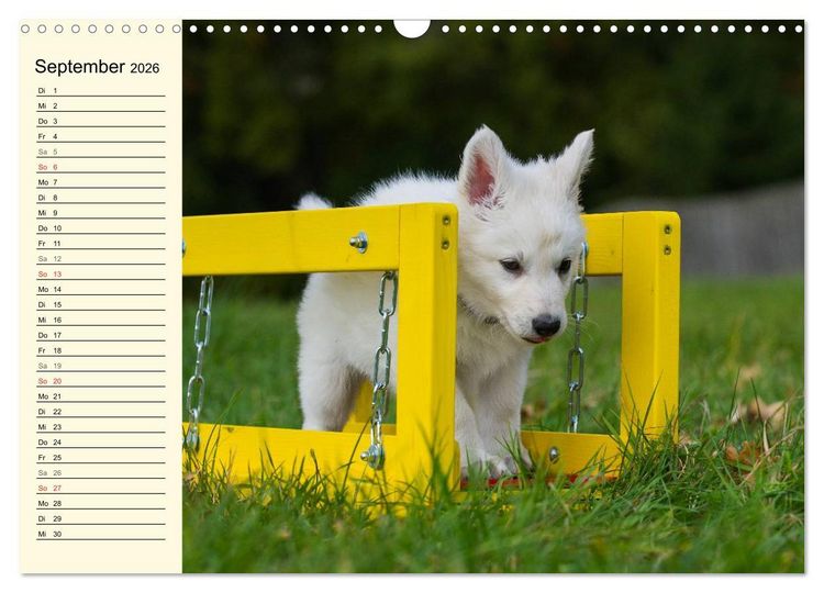Produktbild: Wei&szlig;er Schweizer Sch&auml;ferhund - Ein Tag im Leben einer Hundefamilie (Wandkalender 2026 DIN A3 quer), CALVENDO Monatskalender