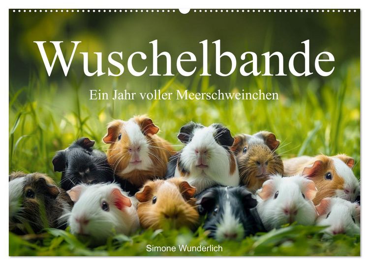 Produktbild: Wuschelbande - Ein Jahr voller Meerschweinchen (Wandkalender 2026 DIN A2 quer), CALVENDO Monatskalender