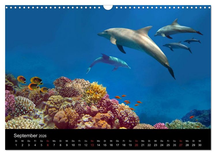 Produktbild: Meeres Sch&ouml;nheiten (Wandkalender 2026 DIN A3 quer), CALVENDO Monatskalender