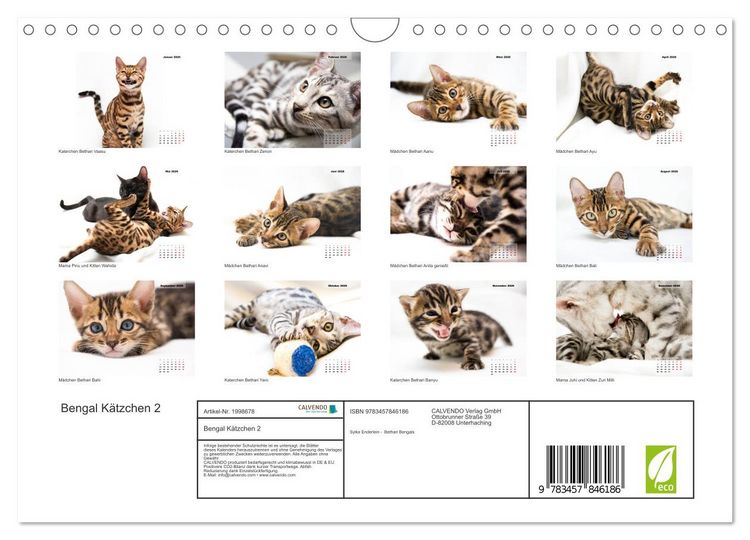 Produktbild: Bengal K&auml;tzchen 2 (Wandkalender 2026 DIN A4 quer), CALVENDO Monatskalender