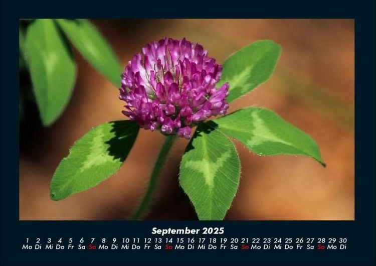 Produktbild: Blumenkalender 2025 Fotokalender DIN A4