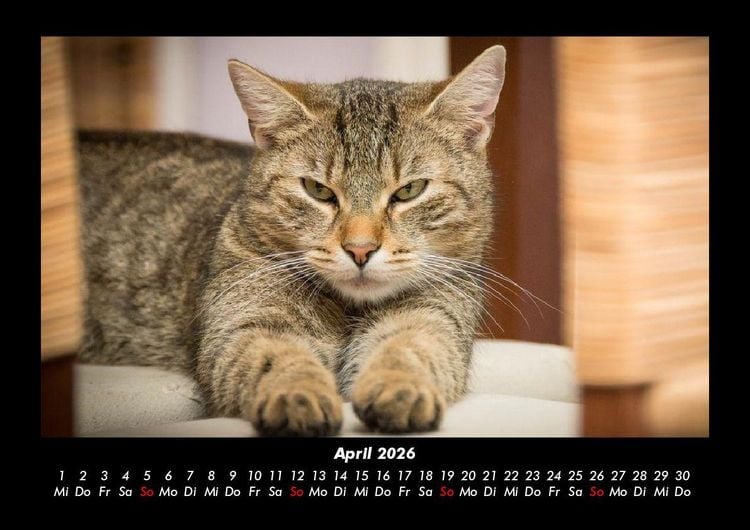 Produktbild: F&uuml;r Katzenfreunde 2026 Fotokalender DIN A3