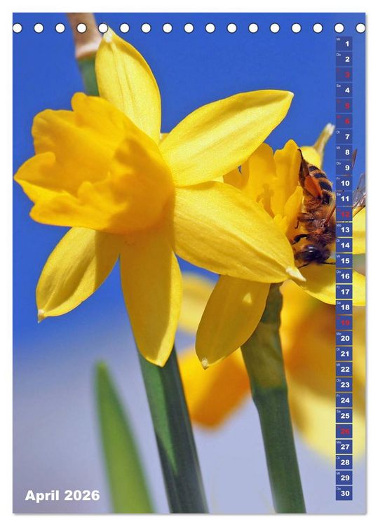Produktbild: Blossom Love, von Bienen und Hummeln (Tischkalender 2026 DIN A5 hoch), CALVENDO Monatskalender