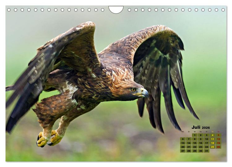 Produktbild: Big Five der Alpen G&auml;mse, Steinbock, Murmeltier, Steinadler, Bartgeier (Wandkalender 2026 DIN A4 quer), CALVENDO Monatskalender