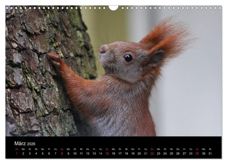 Produktbild: Artist im Garten. Das Eichh&ouml;rnchen (Wandkalender 2026 DIN A3 quer), CALVENDO Monatskalender