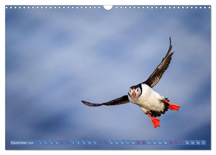 Produktbild: Puffins - Papageientaucher auf Island (Wandkalender 2026 DIN A3 quer), CALVENDO Monatskalender