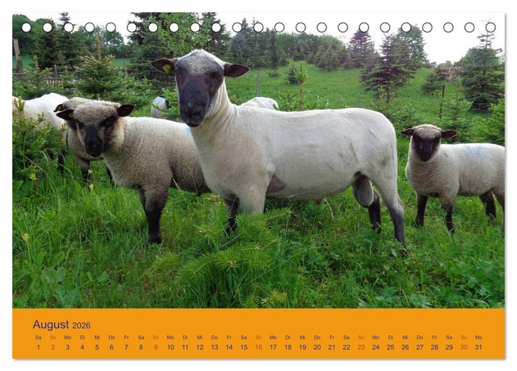 Produktbild: Shropshire Schafe (Tischkalender 2026 DIN A5 quer), CALVENDO Monatskalender