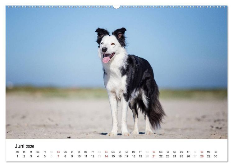 Produktbild: Border Collies 2026 (hochwertiger Premium Wandkalender 2026 DIN A2 quer), Kunstdruck in Hochglanz