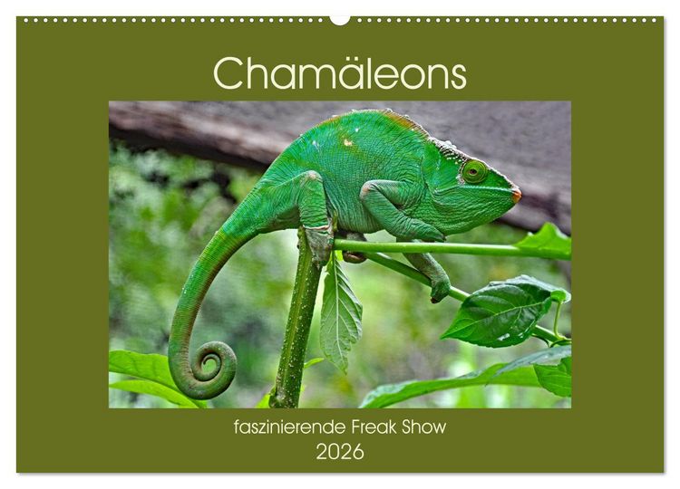 Produktbild: Cham&auml;leons - faszinierende Freak Show (Wandkalender 2026 DIN A2 quer), CALVENDO Monatskalender