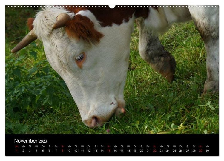Produktbild: Die Welt der K&uuml;he (hochwertiger Premium Wandkalender 2026 DIN A2 quer), Kunstdruck in Hochglanz