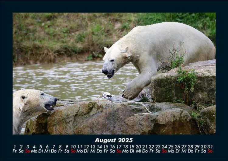 Produktbild: Der Tierkalender 2025 Fotokalender DIN A5
