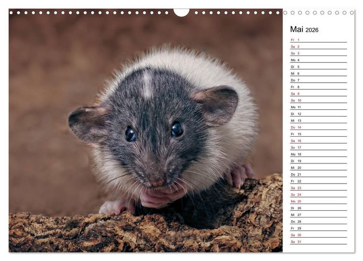 Produktbild: Ratten. Kleine Nager, gro&szlig;es Herz. (Wandkalender 2026 DIN A3 quer), CALVENDO Monatskalender