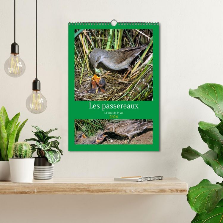 Produktbild: Les passereaux &agrave; l'or&eacute;e de la vie (Calendrier mural 2026 DIN A3 horizontal), CALVENDO calendrier mensuel