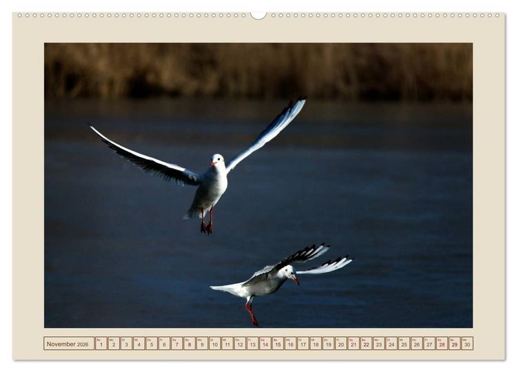 Produktbild: V&ouml;gel am Chemnitzer Schlossteich (Wandkalender 2026 DIN A2 quer), CALVENDO Monatskalender