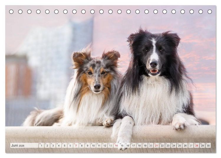 Produktbild: Hamburger Hafencity - Unterwegs mit den Shelties Finn und Louis (Tischkalender 2026 DIN A5 quer), CALVENDO Monatskalender