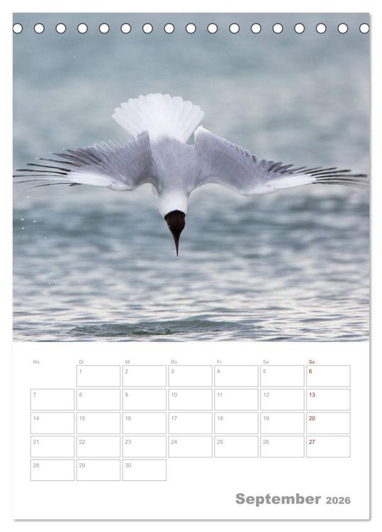 Produktbild: M&ouml;wen - die V&ouml;gel der K&uuml;ste (Tischkalender 2026 DIN A5 hoch), CALVENDO Monatskalender