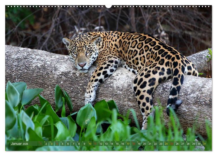 Produktbild: Jaguare im Pantanal (hochwertiger Premium Wandkalender 2026 DIN A2 quer), Kunstdruck in Hochglanz