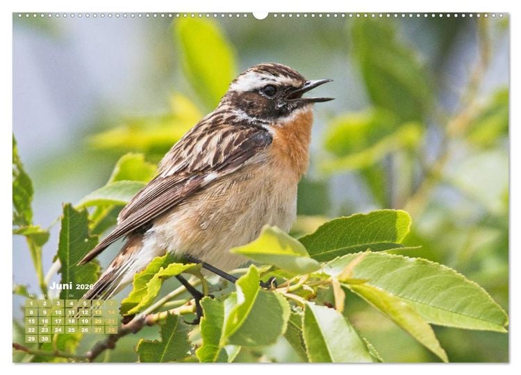 Produktbild: V&ouml;gel in unserer Heimat: Kiebitz, Wiedehopf und Turteltaube (Wandkalender 2026 DIN A2 quer), CALVENDO Monatskalender